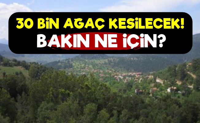 30 Bin Ağaç Kesilecek!