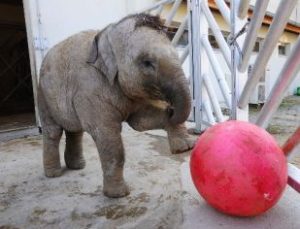 BEBEK FİL ‘İZMİR’ DEVLEŞİYOR!