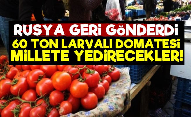 Canlı Larvalı Domatesi Millete Yedirecekler!