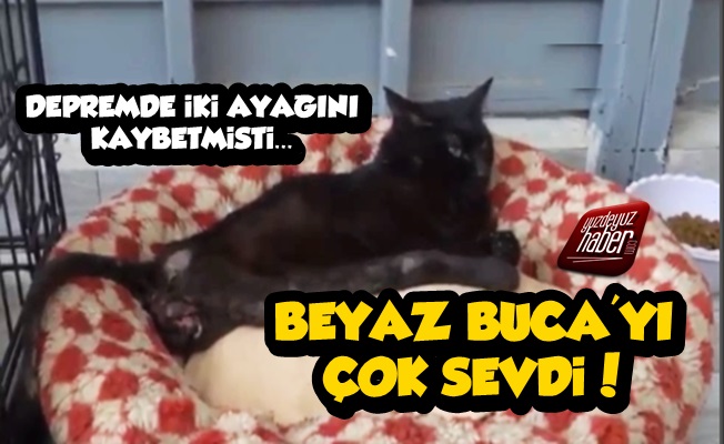 Depremzede Kedi Beyaz Sahip Arıyor