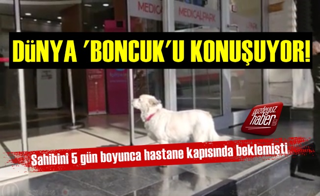 Dünya 'Boncuk' Köpeği Konuşuyor!