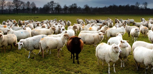 HAYVANCILIKTA ŞOK İMZA!