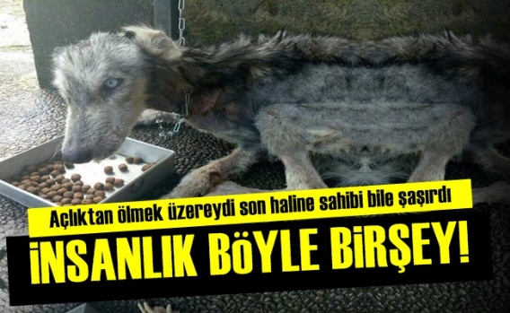 İnsanlık Böyle Birşey!