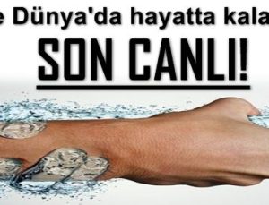 İŞTE DÜNYA’DA HAYATTA KALACAK SON CANLI!