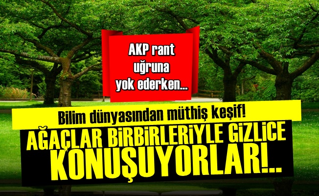 Kanıtlandı! Ağaçlar Konuşuyorlar…