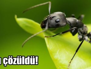 KARINCALARIN SIRRI ÇÖZÜLDÜ!