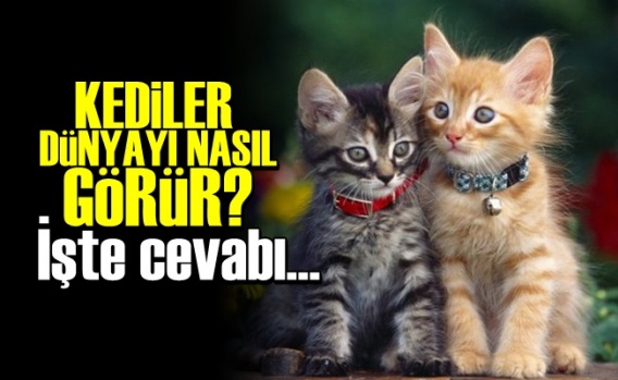 Kediler Dünyayı Nasıl Görür?