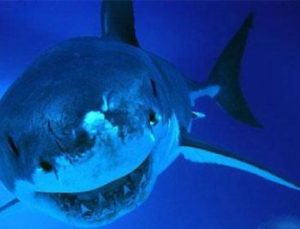 KÖPEK BALIKLARININ SIRRI ÇÖZÜLDÜ