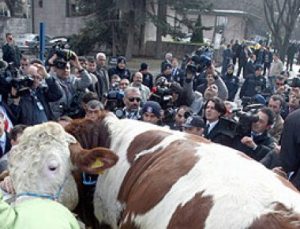 MECLİSE ‘BOĞA’ SOKMAK İSTEDİ!