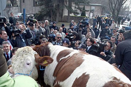 MECLİSE ‘BOĞA’ SOKMAK İSTEDİ!