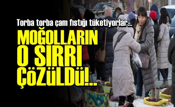 Moğolların 'Çam Fıstığı' Sırrı Çözüldü!