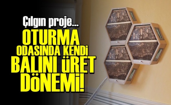 Oturma Odasında Bal Üret Dönemi!