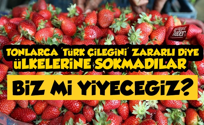Tonlarca 'Türk Çileği' Zararlı Diye Geri Dönüyor