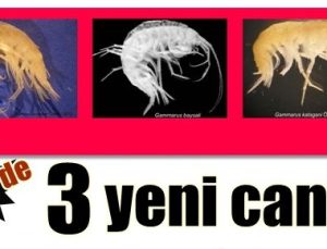 ÜÇ YENİ CANLI TÜRÜ… HEM DE İZMİR’DE!