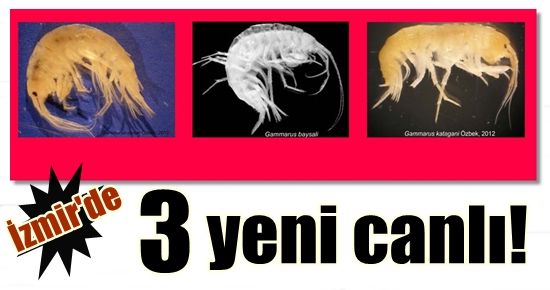 ÜÇ YENİ CANLI TÜRÜ… HEM DE İZMİR’DE!