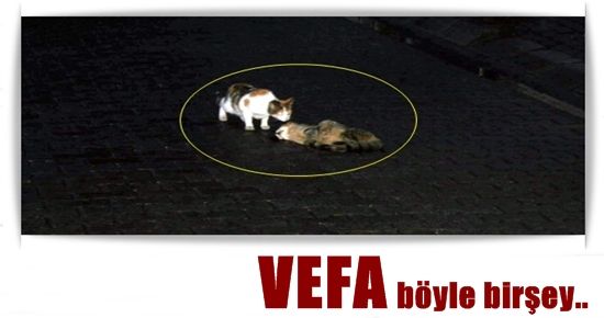 VEFA BÖYLE BİRŞEY..