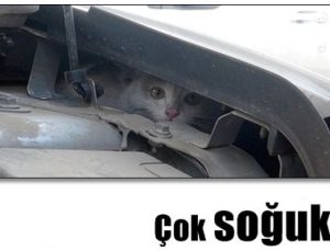 YAVRU KEDİ BUGÜNÜ ATLATTI AMA…