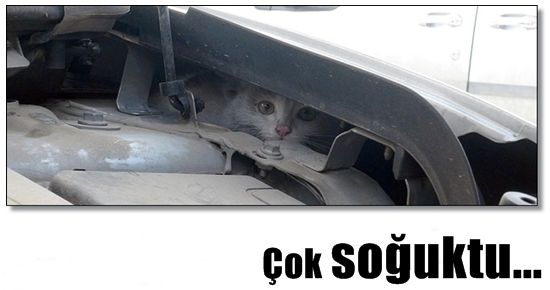 YAVRU KEDİ BUGÜNÜ ATLATTI AMA…