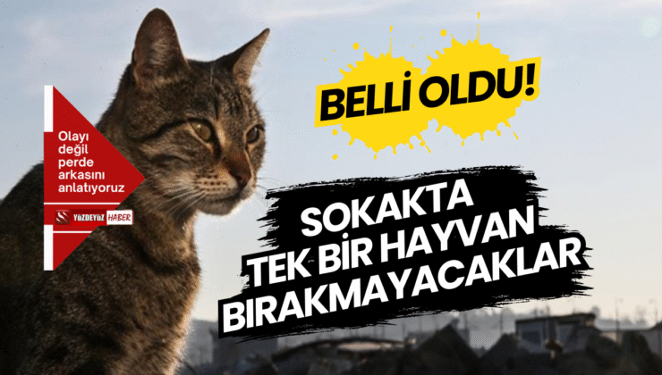 İstanbul’da Sokak Hayvanları Ölümle Sınanıyor: HayFed’ten Flaş Uyarı!
