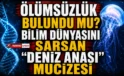 Ölümsüzlük bulundu mu? Bilim dünyasını sarsan “deniz anası” mucizesi