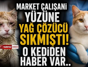 Kedinin yüzüne kimyasal sıkılmıştı! Son durum açıklandı