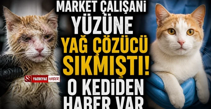 Kocaeli’de kimyasal madde sıkılan kedinin son durumu