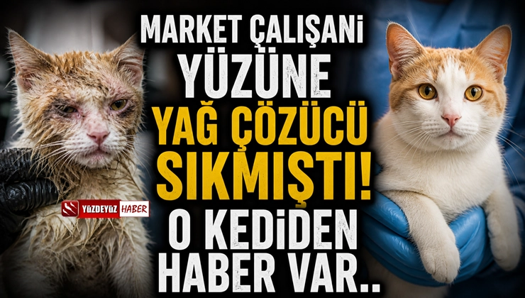 Kedinin yüzüne kimyasal sıkılmıştı! Son durum açıklandı